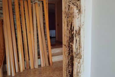 Todo lo que necesitas saber sobre las termitas: los insectos destructores de la madera