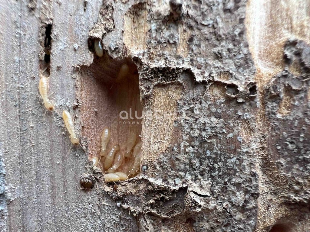 Termitas en puertas de madera, ¿Cómo eliminarlas para siempre?